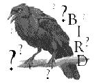 Image of the Question Bird